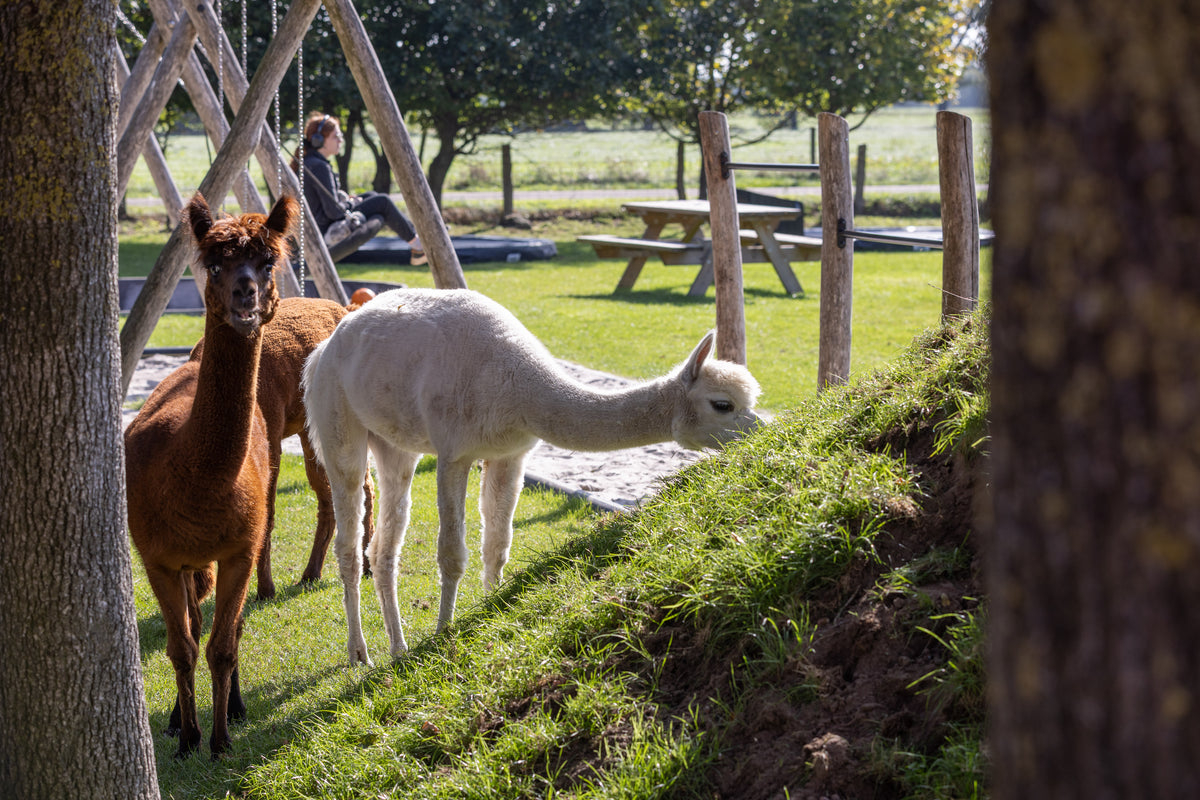Alpaca's op het erf
