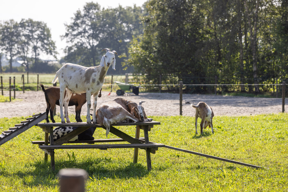 Geiten op de picknicktafel