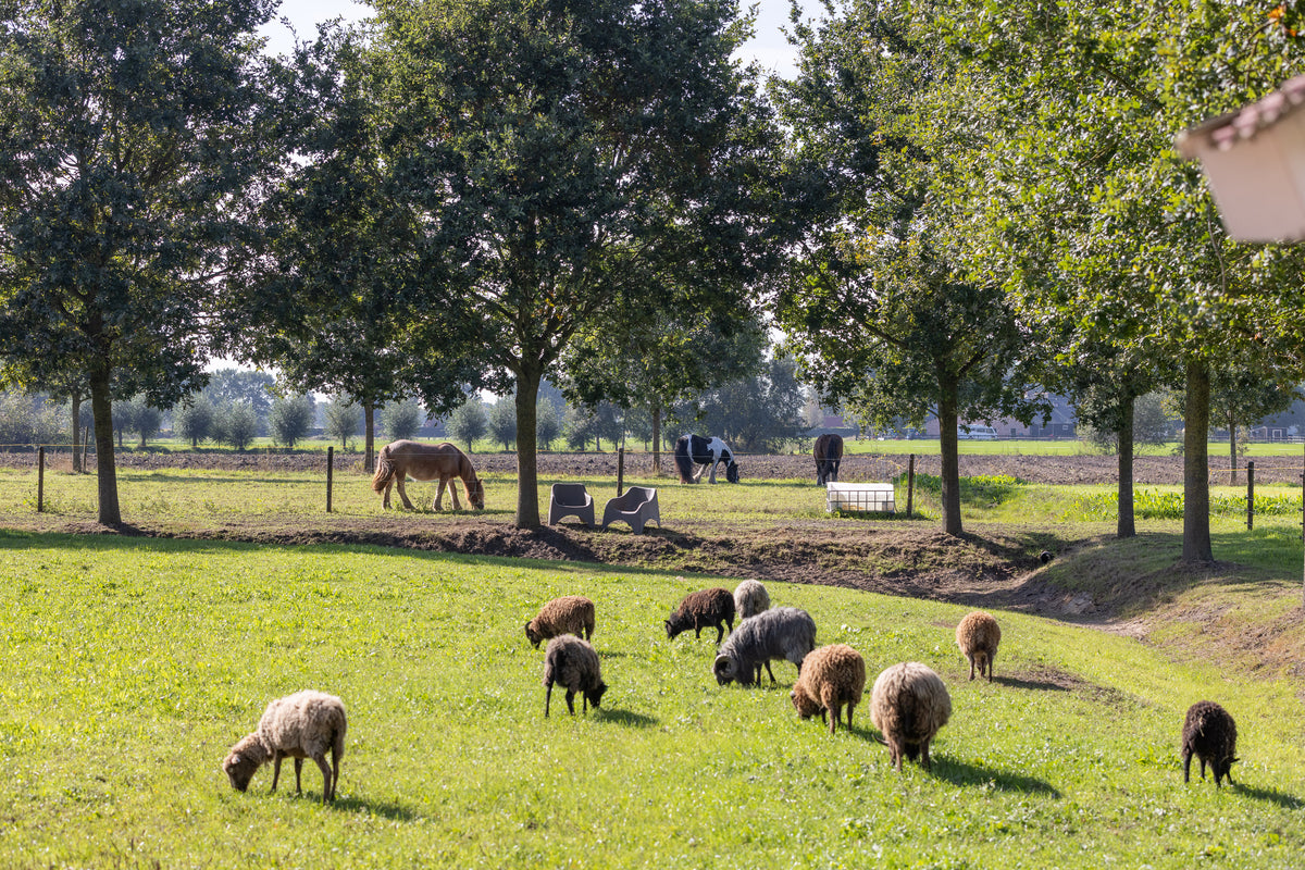 Schapen in de wei