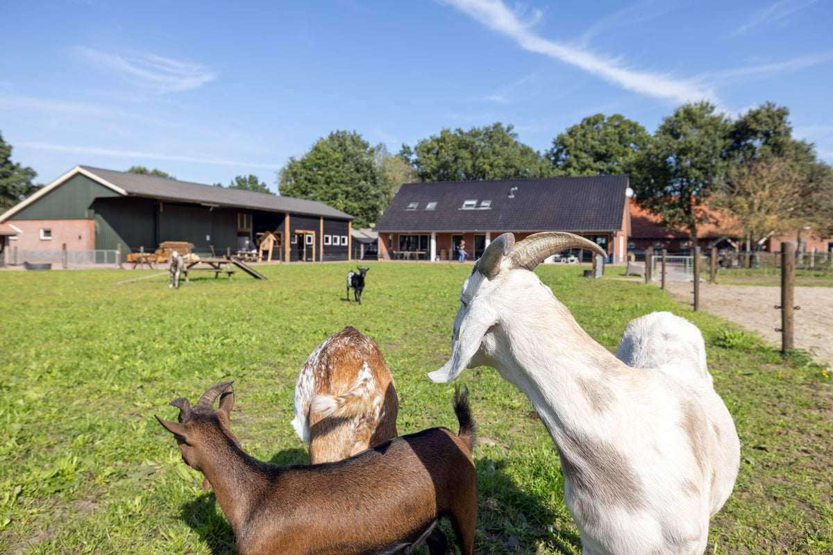 Geiten in de wei