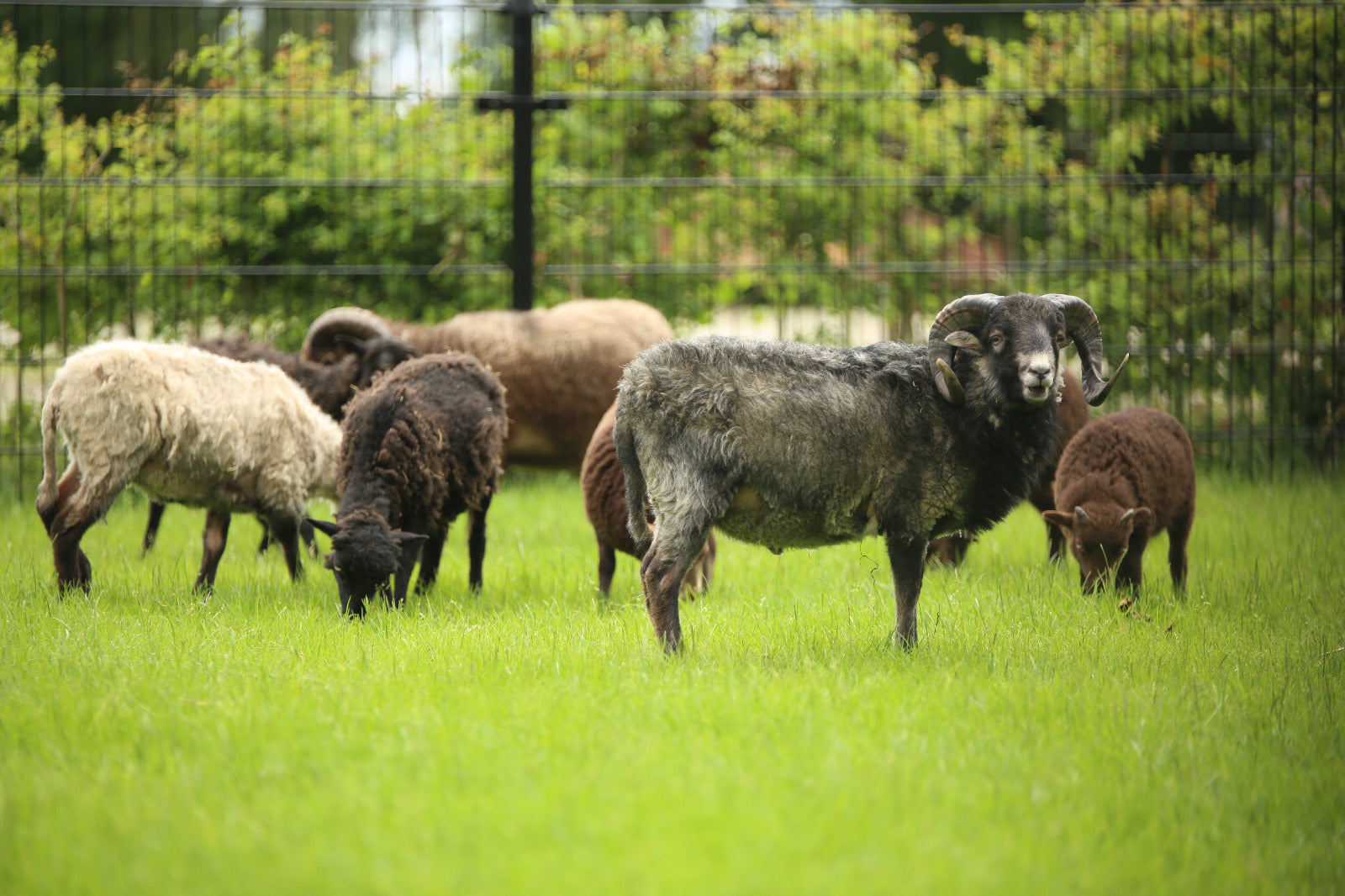 Wonen &amp; logeren